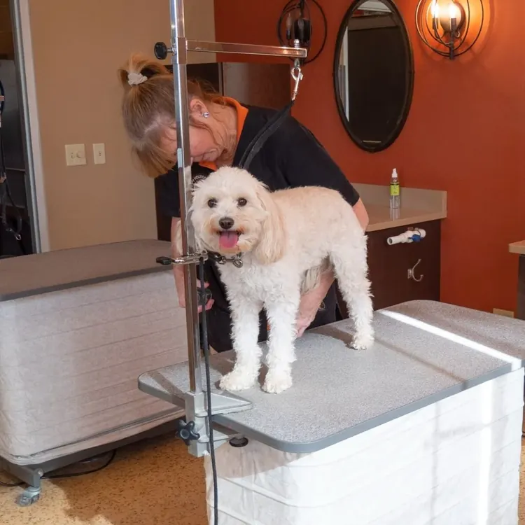 A small, curly-haired dog with a happy expression, standing on a grooming table at a pet grooming salon. A groomer is behind the dog, preparing it for grooming, with grooming tools and supplies visible in the background.