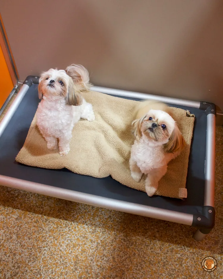 Two small dogs with fluffy white and beige fur sitting on a tan blanket inside a black and silver pet bed.