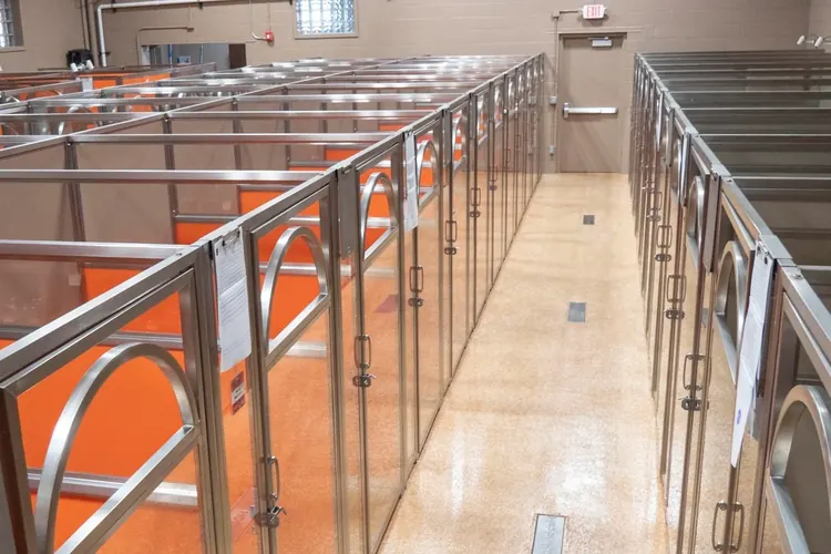 Dog Boarding Suites