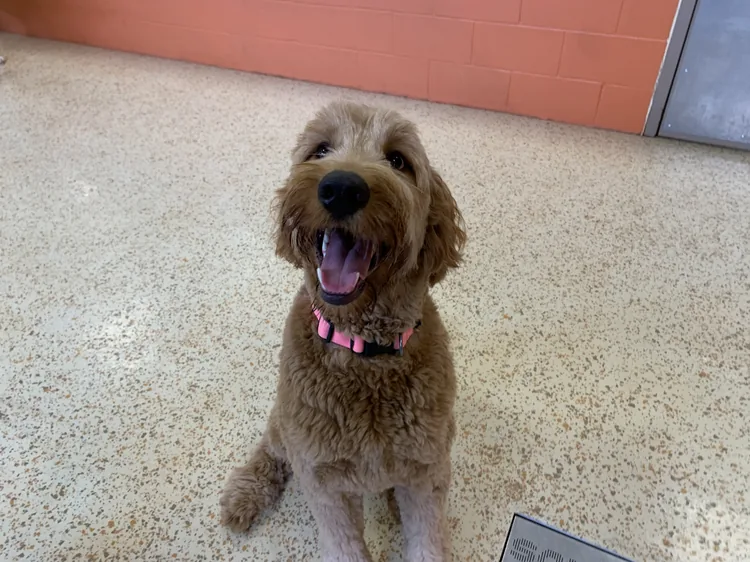 A happy, tan-colored dog with curly fur, sitting on a speckled beige floor, wearing a pink collar. The dog is smiling with its mouth open and looking up.