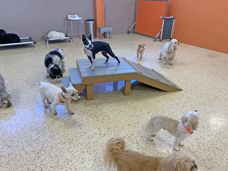 Several puppies and small dogs in an indoor play area around a small wooden ramp, with some sitting and some standing.